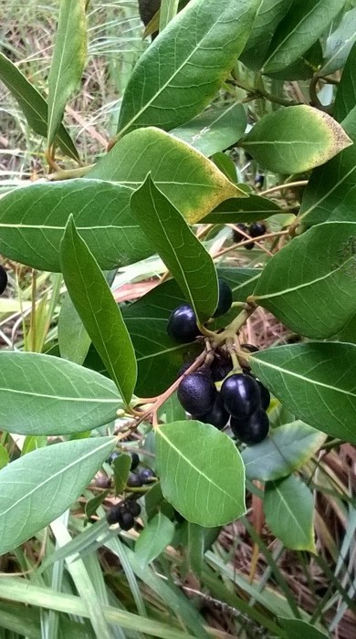Sexton's bride berries.