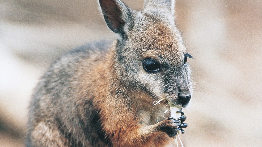A wallaby munching on something white.