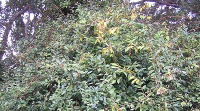 Elaeagnus covering the canopy of another tree.