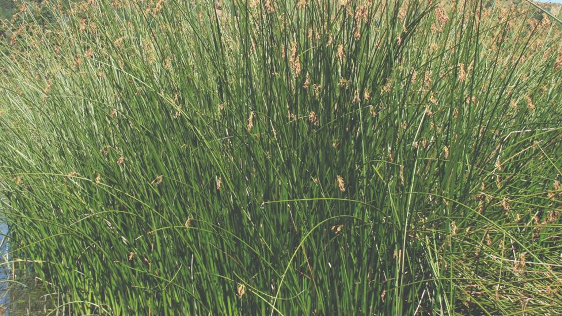 Californian bulrush in a shallow stream.