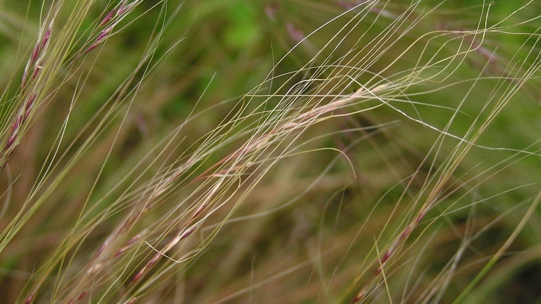 Close up of Mexican Feather Grass flowers.