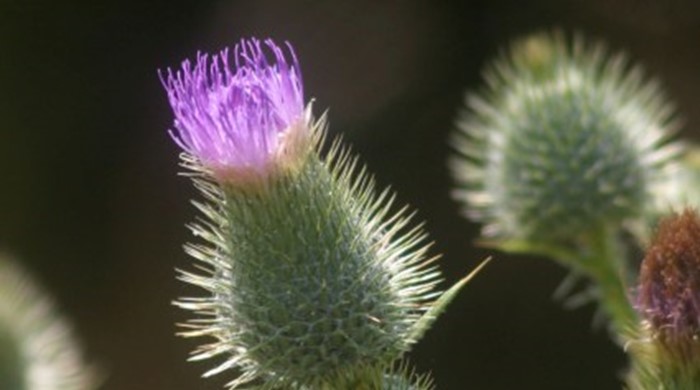A purple flower at the tip of the plumeless thistle.