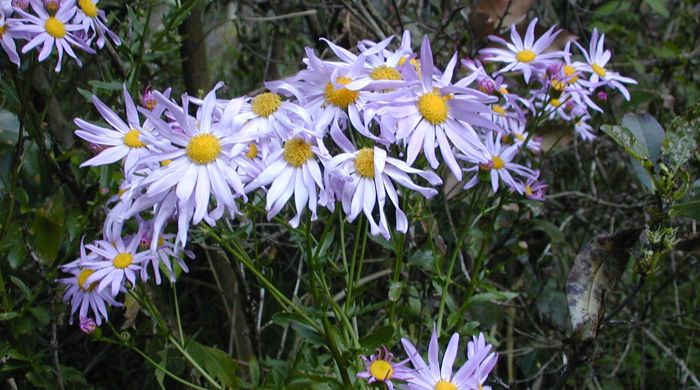 Holly Leaved Senecio with white flowers.