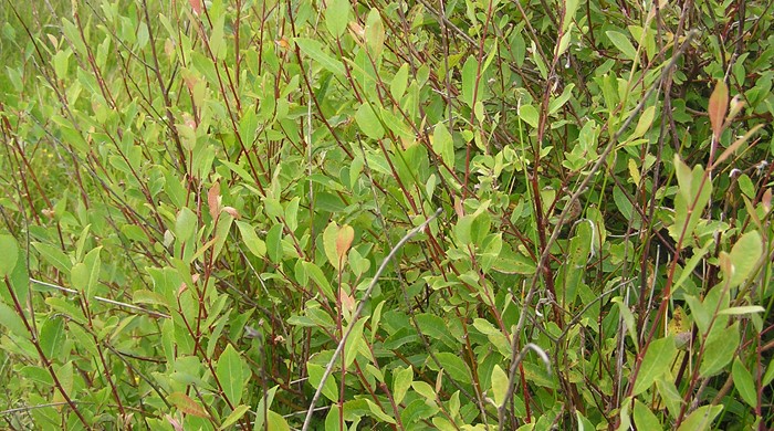 Grey Willow tree showing smooth red/ purple stems.