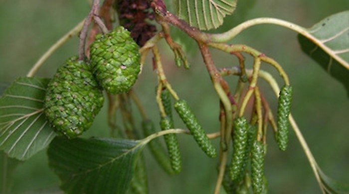 Photo showing the leaves and cones of the Alder tree.