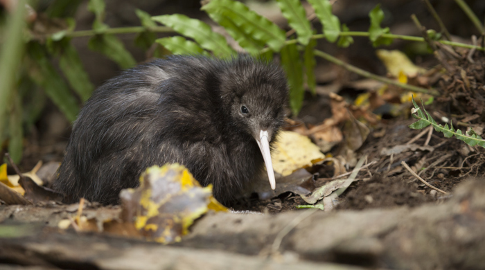 A bird sits on the ground looking at the camera.