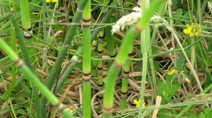 Horsetail stems growing in wild lotus field.