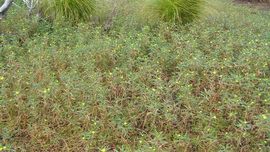 Large amount of Water Primrose invading a wetland.