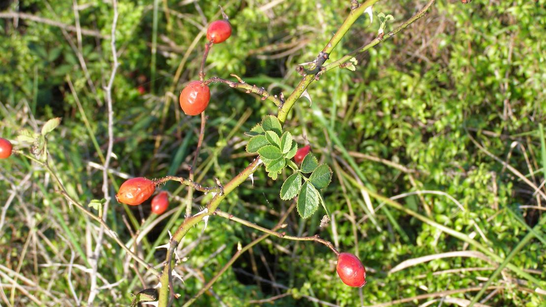 Sweet Briar with mature seed hips.