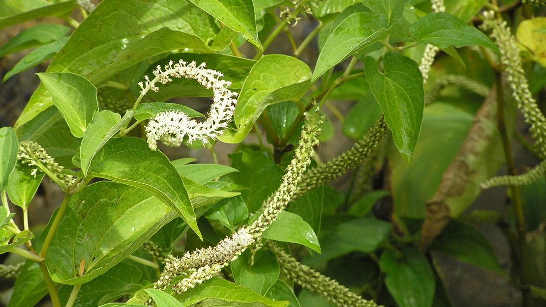 Lizard's Tail leaves and flowers close up.