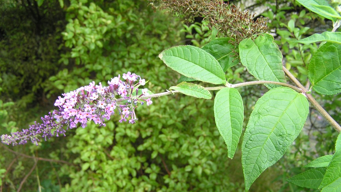 A long branch with small buddleia flowers along the tip.