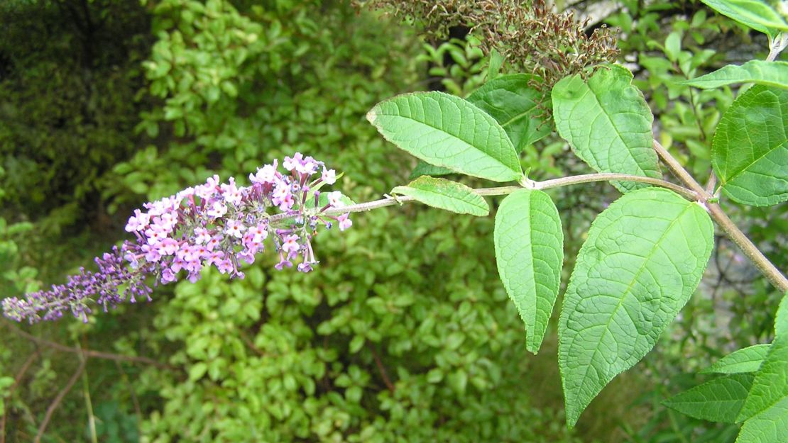 A long branch with small buddleia flowers along the tip.