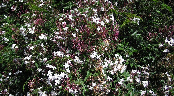 Jasmine with many flowers and buds.