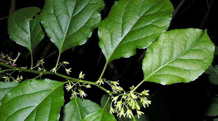 Close up of climbing spindle berry leaves and flowers.