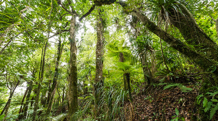 Forest understorey with mixture of tall trees and low lying plants.