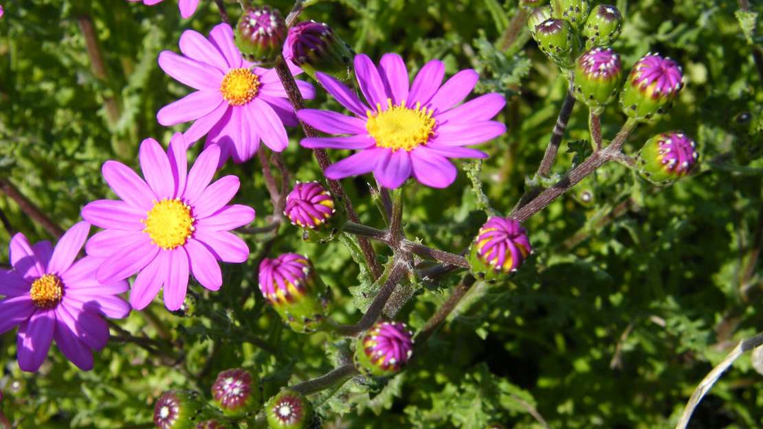 Holly Leaved Senecio in flower.