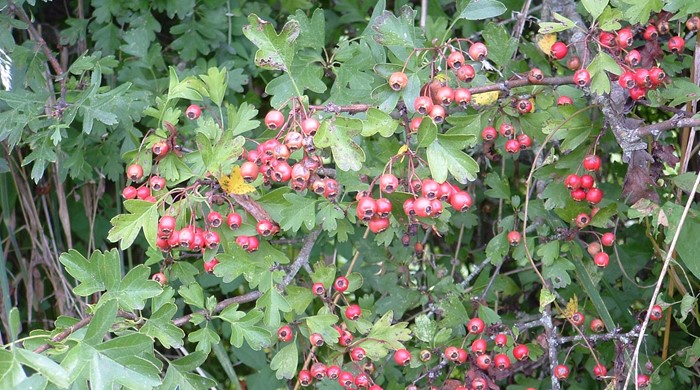Hawthorn branch covered in mature berries.