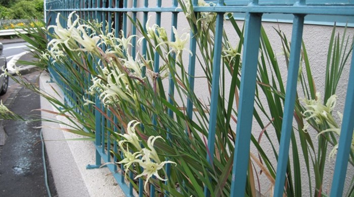 A line of gladiolus plants alongside a house, leaning out of a metal fence.