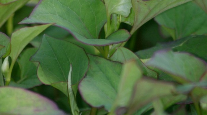 Close up of Houttuynia leaves.