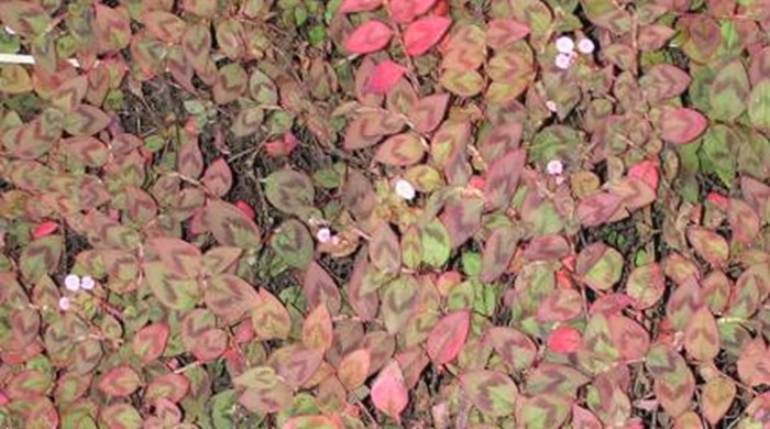 A wall of pink headed knotweed.
