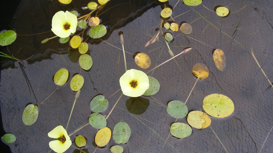 Water Poppy in a black tub with flowers.