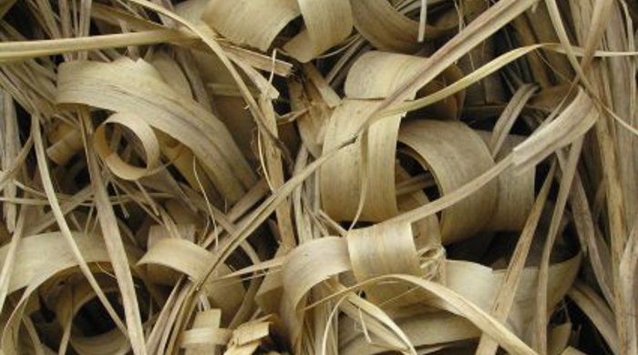 Curls of dry pampas grass leaves.