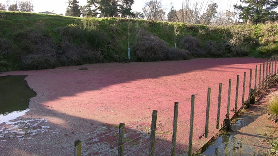 A submerged plot of land covered in ferny azolla.