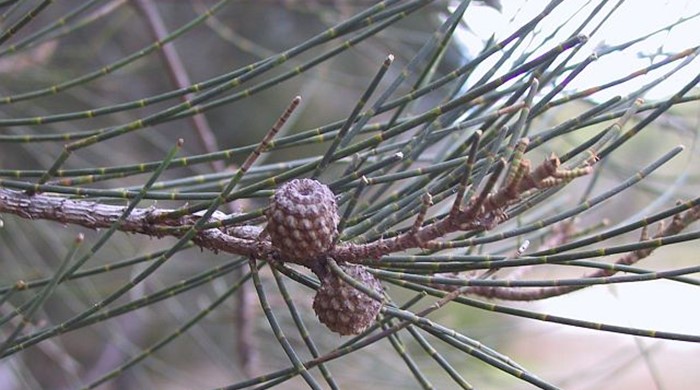 Casuarina cones on a branch.