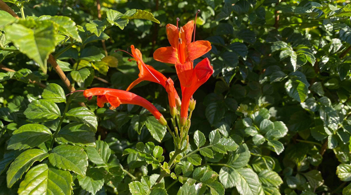 Bright orange cape honeysuckle flowers.