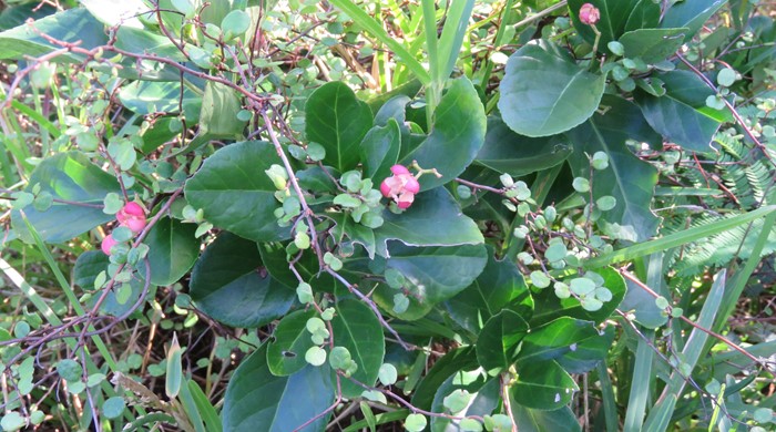 Japanese Spindle Tree overgrown with muehlenbeckia.