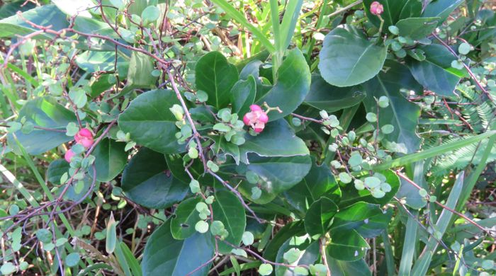 Japanese Spindle Tree overgrown with muehlenbeckia.