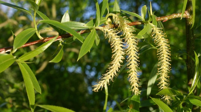 The flowers of the crack willow hand on long stems.