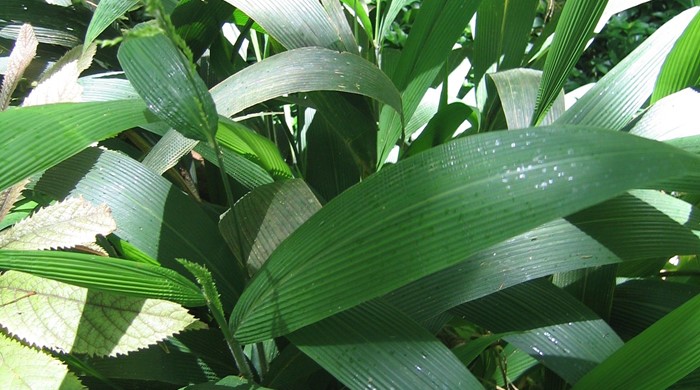 Close up of palm grass leaves.