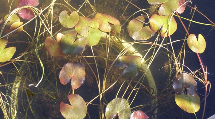 Marshwort growing in black tub.