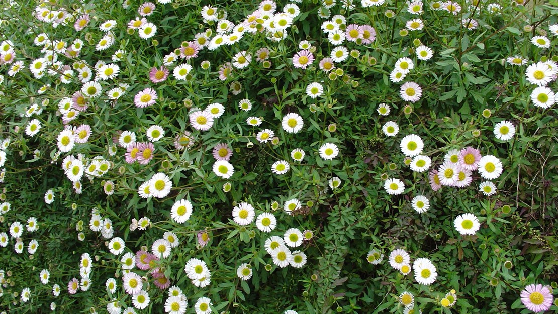Swathe of Mexican Daisy in flower.