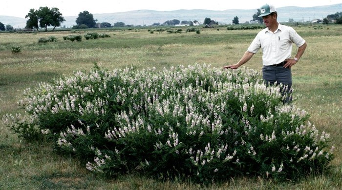 Man standing next to a large clump of goats rue.