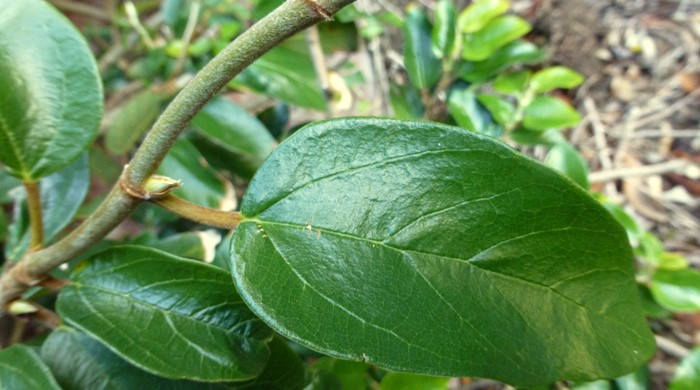 Close up of a creeping fig leaf.