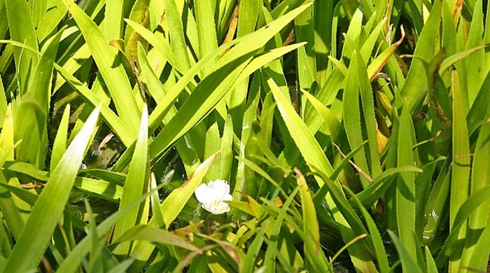 Water Soldier plants with a single flower.