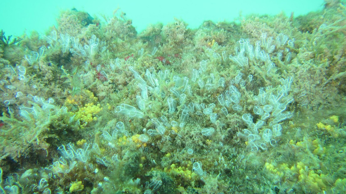 Lightbulb ascidian growing wild underwater.