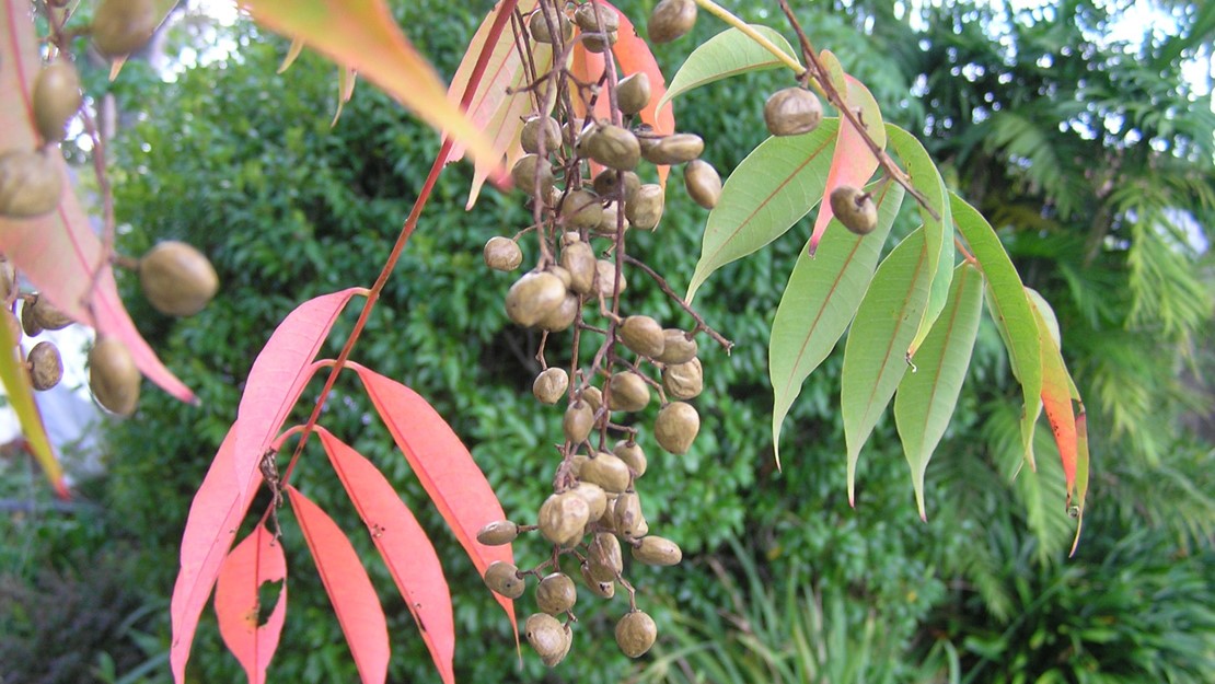 Close up on seeds of rhus tree.
