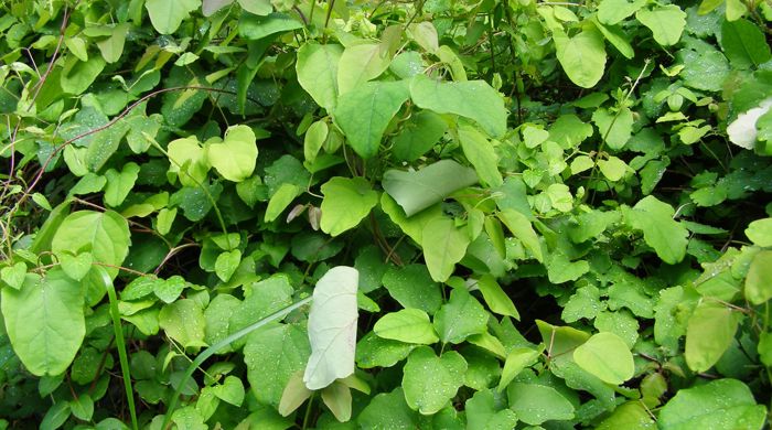 Wild akebia trifoliata growing on the ground.