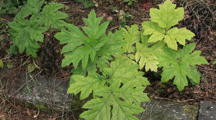 Photo of Giant Hogweed leaves.