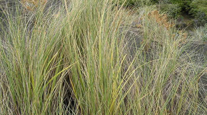 Marram Grass on sand mound.
