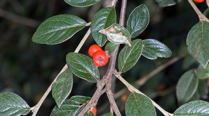 The cotoneaster franchetti fruits and leaves.