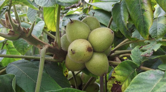 Close up of Japanese Walnut fruit.