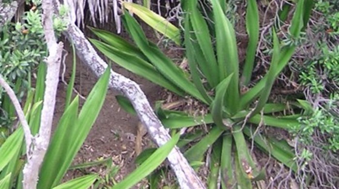 Furcraea growing in an earthy nook.