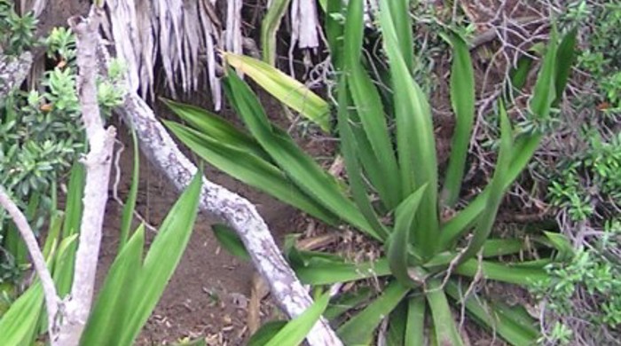 Furcraea growing in an earthy nook.