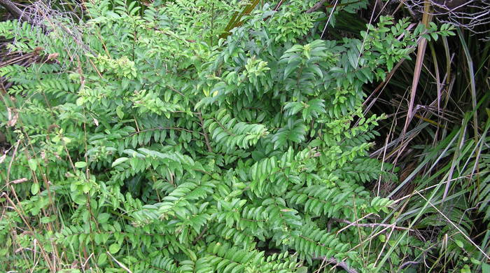 Chinese privet growing wild.