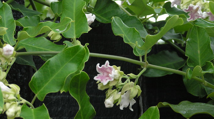 Moth Plant flowers, stems and leaves.