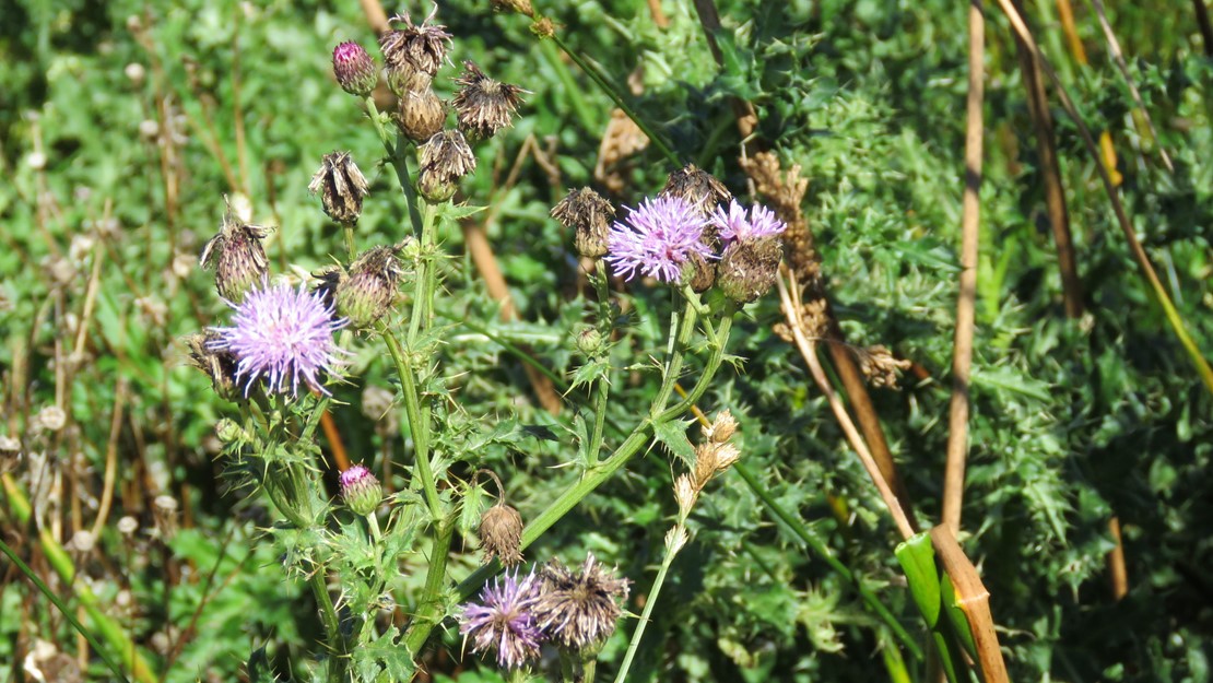 Three Californian thistle flower heads in bloom.